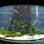 aquarium-naturkundemuseum-dortmund-4