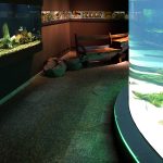 aquarium-naturkundemuseum-dortmund-5